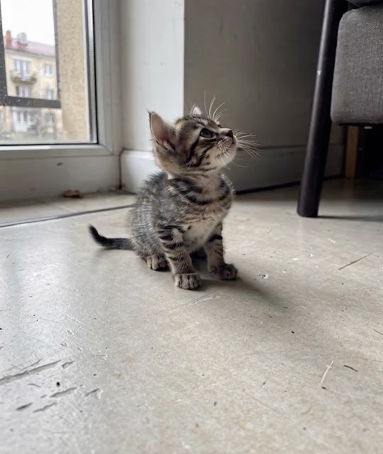 Huge Cutie