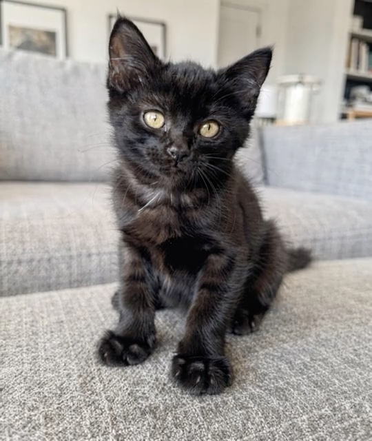 Pet Wizard